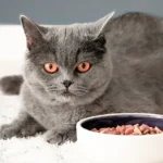 Сухой корм для кошек: Как выбрать лучшее питание для вашего питомца