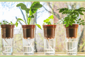 Корисні поради щодо вибору ефективних фунгіцидів