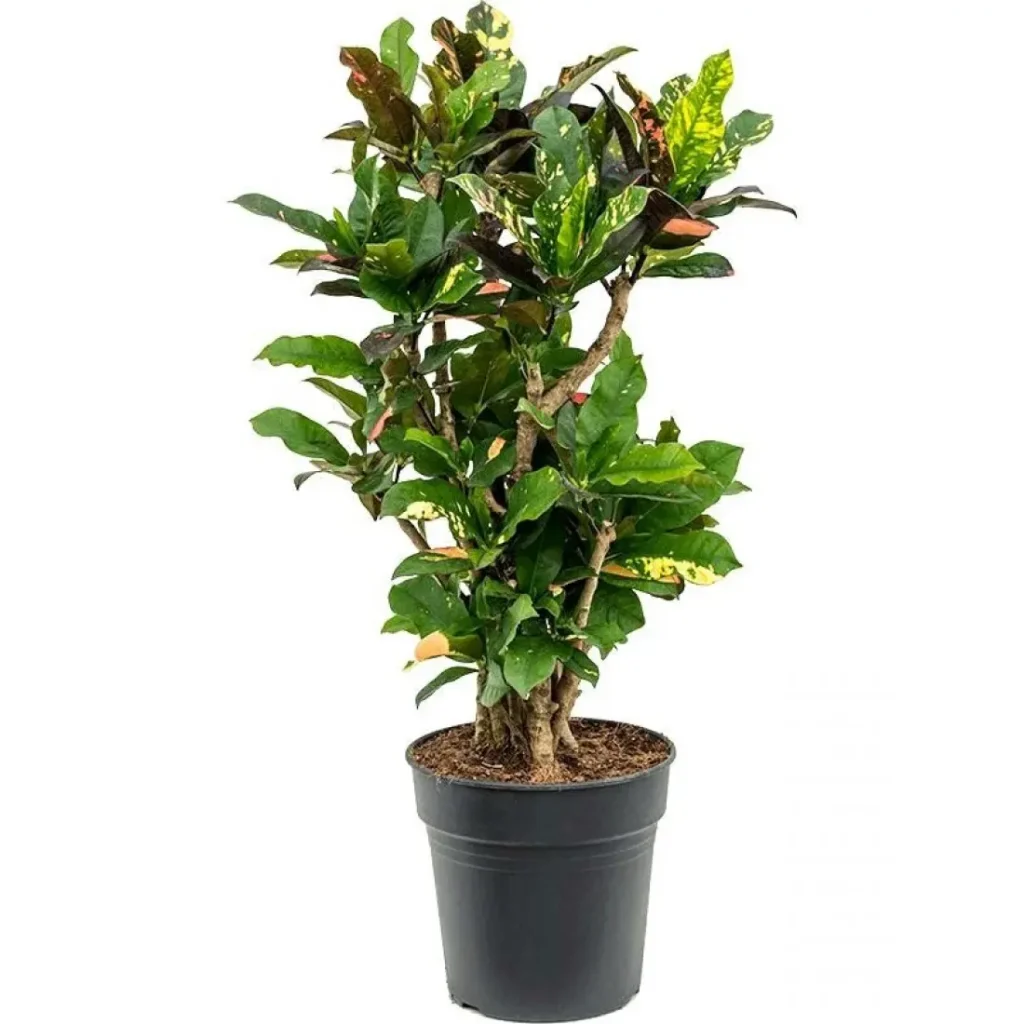 Як не помилитися з вибором рослини для офісу: кротон або фікус